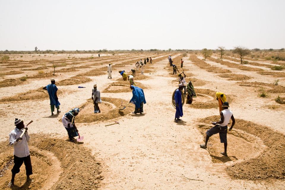 Farming in Niger
